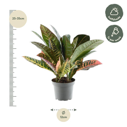 Kamerplant - Codiaeum variegatum 'Petra' - Pot Ø 12cm Hoogte ↕ 30cm