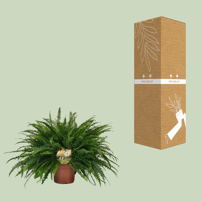 Kamerplant - Nephrolepis Green Lady - Pot Ø 19cm Hoogte ↕ 60cm