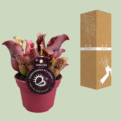 Kamerplant - Sarracenia - Vleesetend - Pot Ø 12cm Hoogte ↕ 20cm