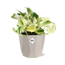 Kamerplant - Epipremnum Pinnatum Happy Leaf - Pot Ø 14cm