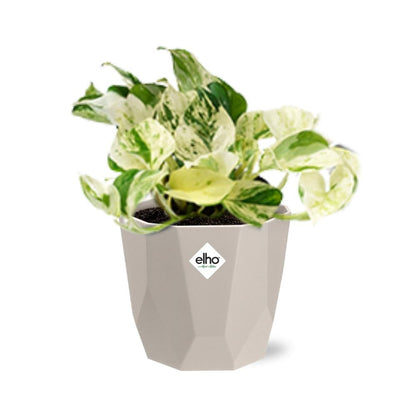Kamerplant - Epipremnum Pinnatum Happy Leaf - Pot Ø 14cm