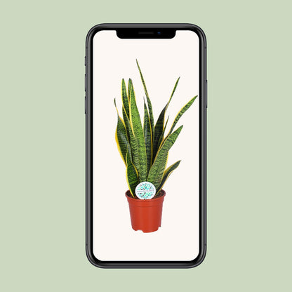 Kamerplant - Sansevieria Trifasciata Laurentii - Pot Ø 17cm Hoogte ↕ 60cm