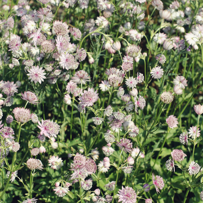 Buitenplant 24x Astrantia major - Bloeiend - Pot Ø 9cm Hoogte ↕ 10-25cm