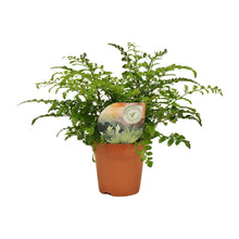 Kamerplant - Asplenium Parvati - Pot Ø 12cm Hoogte ↕ 35cm