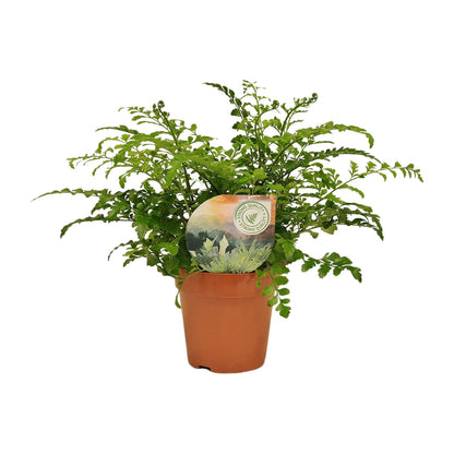 Kamerplant - Asplenium Parvati - Pot Ø 12cm Hoogte ↕ 35cm