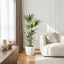 XL kamerplant - Howea Forsteriana Kentia Palm - Pot Ø 21cm Hoogte ↕ 120-130cm