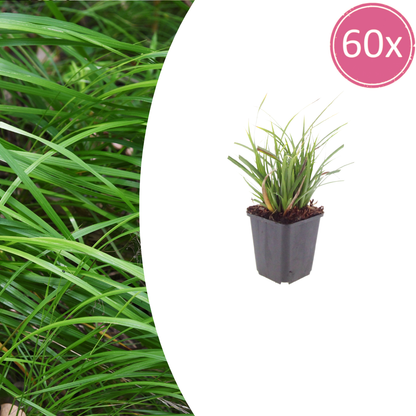 Buitenplant 60x Carex morrowii - Pot Ø 9cm Hoogte ↕ 10-25cm