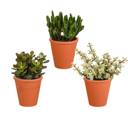 Kamerplant 3x Crassula mix - In terracotta pot - Pot Ø 8.5cm