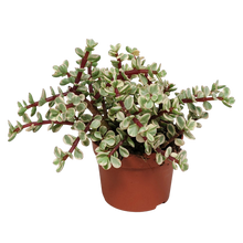 Kamerplant - Portulacaria afra Variegata - zonder pot