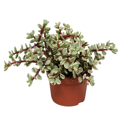 Kamerplant - Portulacaria afra Variegata - zonder pot