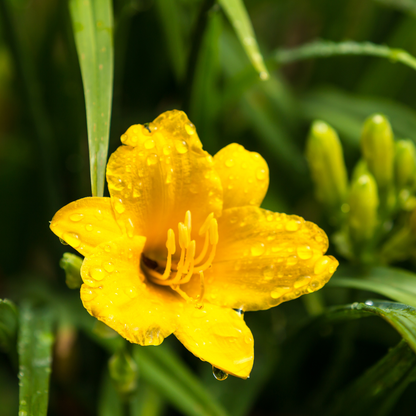 48x Hemerocallis 'Stella de Oro' - ↕10-25cm - Ø9cm
