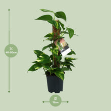 Kamerplant - Scindapsus Epipremnum - Pot Ø 15cm Hoogte ↕ 50cm