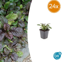 Buitenplant 24x Ajuga reptans 'Catlin's Giant' - Bloeiend - Pot Ø 9cm Hoogte ↕ 10-25cm