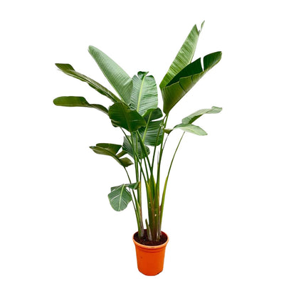 XL plant - Strelitzia Augusta de Luxe - Pot Ø 38cm Hoogte ↕ 250cm