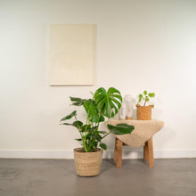 Kamerplant - Monstera Deliciosa - Inclusief siermand - Pot Ø 21cm Hoogte ↕ 80cm