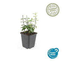 Buitenplant 60x Euonymus fort. 'Harlequin' - Bladhoudend - Pot Ø 9cm Hoogte ↕ 10-25cm