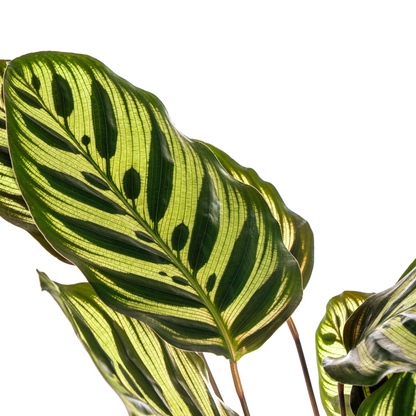 Kamerplant - Calathea Makoyana - Pot Ø 17cm Hoogte ↕ 40-50cm