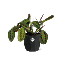 Kamerplant - Maranta Leuconeura 'Fascinator' Tricolor - Pot Ø 14cm