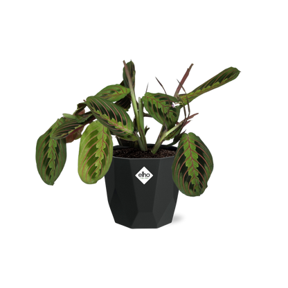 Kamerplant - Maranta Leuconeura 'Fascinator' Tricolor - Pot Ø 14cm