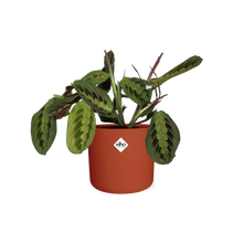 Kamerplant - Maranta Leuconeura 'Fascinator' Tricolor - Pot Ø 14cm