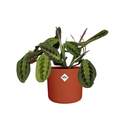 Kamerplant - Maranta Leuconeura 'Fascinator' Tricolor - Pot Ø 14cm