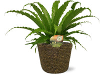 Kamerplant - Asplenium Osaka - Pot Ø 17cm Hoogte ↕ 40cm