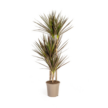 XL kamerplant - Dracaena Marginata Magenta - Pot Ø 21cm Hoogte ↕ 110-130cm