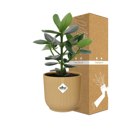 Kamerplant - Clusia Princess - Pot Ø 14cm