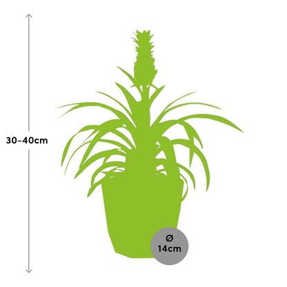 Kamerplant - Ananas Mi Amigo - Pot Ø 14cm