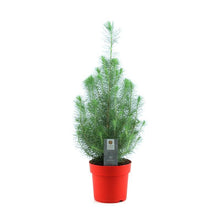 Buitenplant - Pinus Pinea 'Silver Crest' - Pot Ø 17cm Hoogte ↕ 50cm