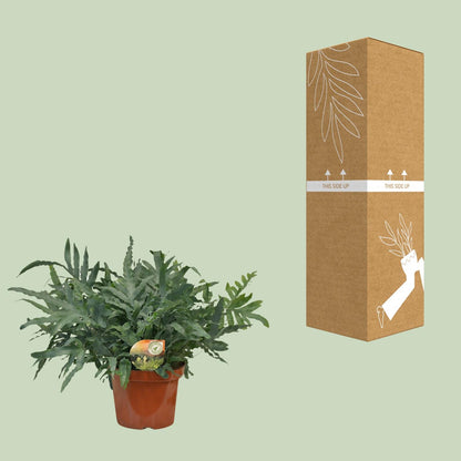 Kamerplant - Phlebodium Blue Star - Pot Ø 26cm Hoogte ↕ 80cm