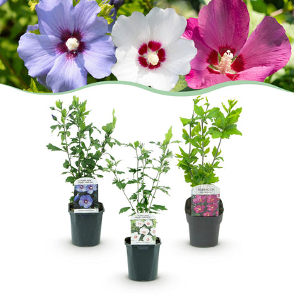 Buitenplant 3x Hibiscus syriacus 'Tricolour' - Bloeiend - Pot Ø 17cm Hoogte ↕ 45cm