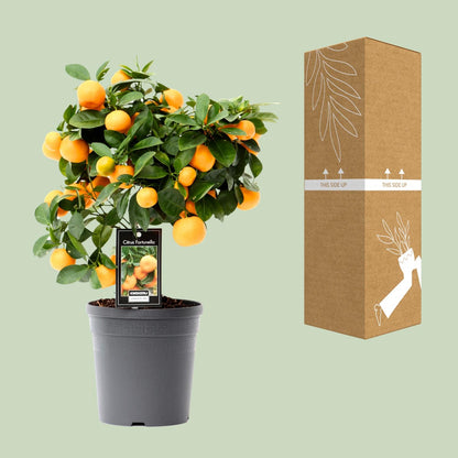 Kamerplant - Citrus Calamondin - Pot Ø 15cm Hoogte ↕ 40cm