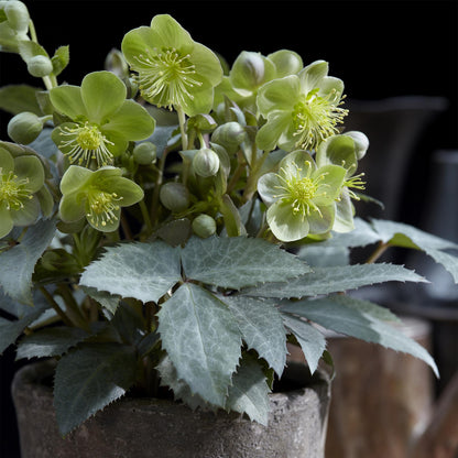 Buitenplant 2x Helleborus sternii 'Silver Dollar' - Groenblijvend Bloeiend - Pot Ø 14cm Hoogte ↕ 35cm