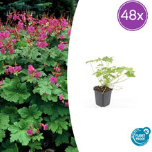 Buitenplant 48x Geranium macrorrhizum 'Czakor' - Bloeiend - Pot Ø 9cm Hoogte ↕ 10-25cm
