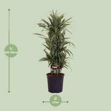 XL plant Dracaena Fragrans Warneckei - Luchtzuiverend - Pot Ø 27cm Hoogte ↕ 110cm