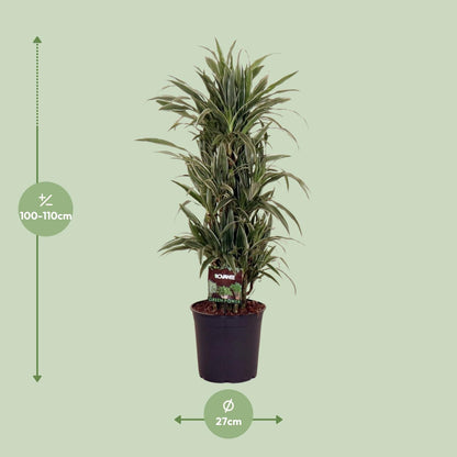XL plant Dracaena Fragrans Warneckei - Luchtzuiverend - Pot Ø 27cm Hoogte ↕ 110cm