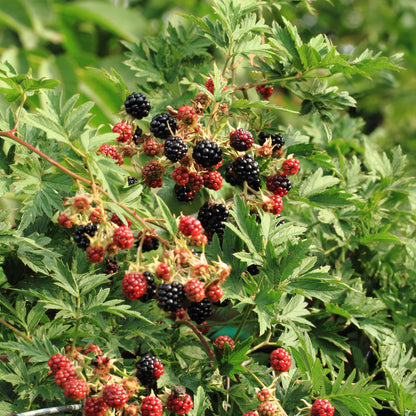 Buitenplant 2x Rubus Thornfree Evergreen - Doornloze zwarte braam - Pot Ø 11cm Hoogte ↕ 40cm