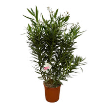 Buitenplant - Nerium Oleander struik - Wit bloeiend - Pot Ø 32cm Hoogte ↕ 160cm