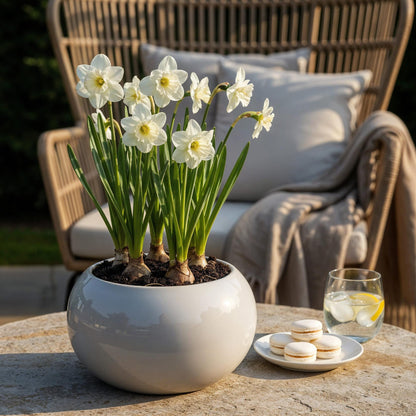 Buitenplant 15x Narcis Mount Hood - Bloeiend - Bolmaat 10/12