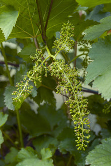Buitenplant - Vitis vinifera 'Johanniter' - Witte druif - Pot Ø 13cm Hoogte ↕ 45cm