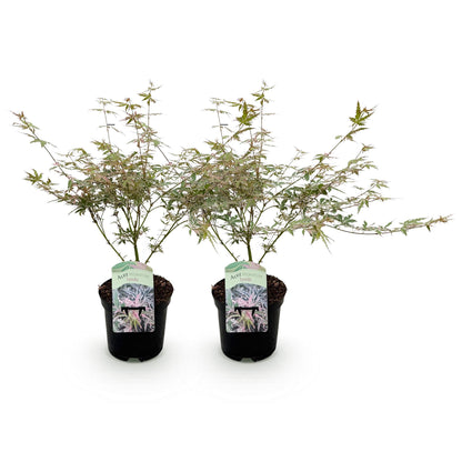 Buitenplant 2x Acer palmatum 'Iyoshi' - Japanse Esdoorn Roze - Pot Ø 19cm Hoogte ↕ 70cm