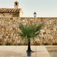 XL plant - Trachycarpus fortunei - Winterhard - Pot Ø 30cm Hoogte ↕ 160-180cm