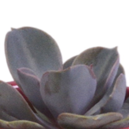 Kamerplant 5x Vetplanten mix - in Mexicaanse pot - Pot Ø 5.5cm