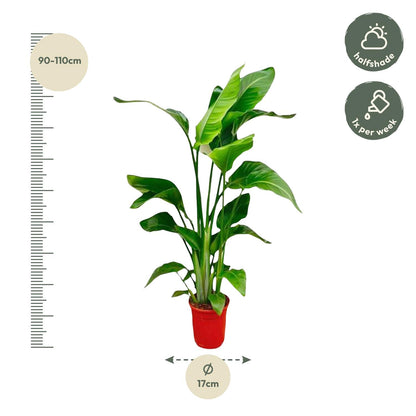 Kamerplant - Strelitzia Nicolai - Pot Ø 17cm Hoogte ↕ 80-100cm