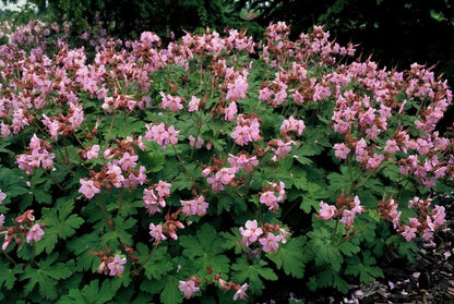 Buitenplant 60x Geranium macr. 'Ingwersen's Var.' - Bloeiend - Pot Ø 9cm Hoogte ↕ 10-25cm