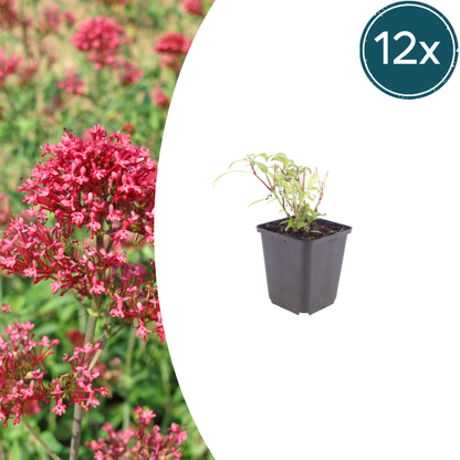 Buitenplant 12x Centranthus ruber 'Coccineus' - Bloeiend - Pot Ø 9cm Hoogte ↕ 10-25cm