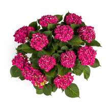 Buitenplant - Hydrangea Macrophylla Red - Bloeiend - Pot Ø 24cm Hoogte ↕ 70-80cm