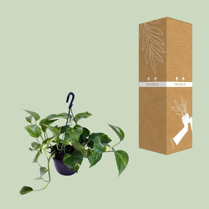 Kamerplant - Epipremnum Aureum - Pot Ø 15cm Hoogte ↕ 30cm