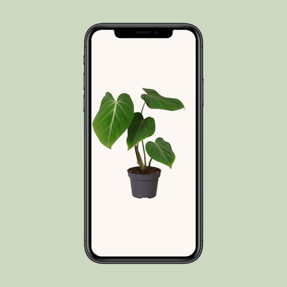 Kamerplant - Philodendron gloriosum - Pot Ø 12cm Hoogte ↕ 35cm